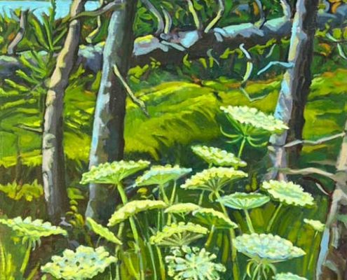 Queen Anne's Lace at Edge of the Woods by Judy Rader